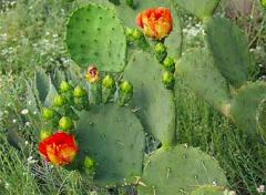 Prickly_Pear_Cactus_3_